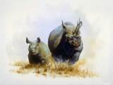 Два носорога.