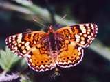 Бежевая бабочка с крутым узором.