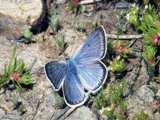 Голубая бабочка на земле.