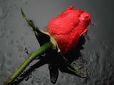 Красная роза на чёрном фоне.