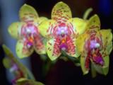 Три жёлтые орхидеи.