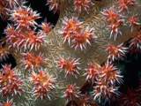 Цветы морских глубин.